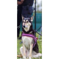 T tuig neon roze skull ster 